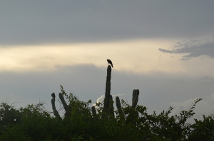 http://www.balambartolome.com/files/gimgs/th-106_106_aguilanopal-web.jpg