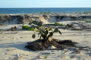 http://www.balambartolome.com/files/gimgs/th-106_106_nopal-web.jpg