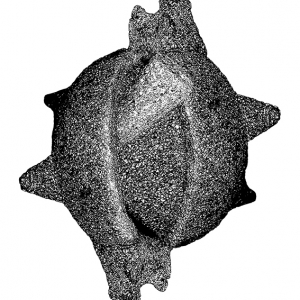http://www.balambartolome.com/files/gimgs/th-68_68_acto-reflejo-web.jpg