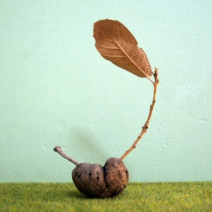 http://www.balambartolome.com/files/gimgs/th-96_96_kidney2013.jpg